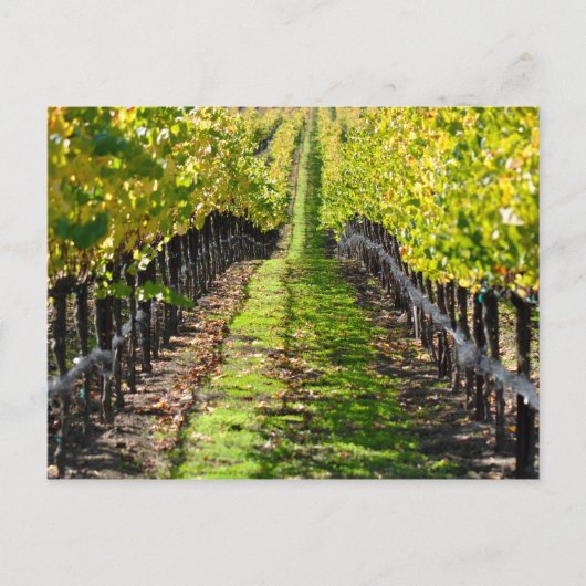 Napa Valley Wijngaard in Californië Briefkaart (Voorkant)