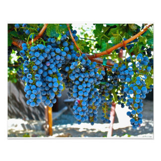 Napa Valley Winery Grapes Foto Afdruk