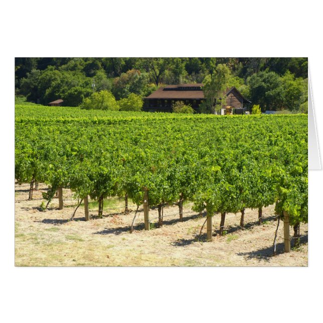 Napa Valley Winery Vineyard (Voorkant Horizontaal)