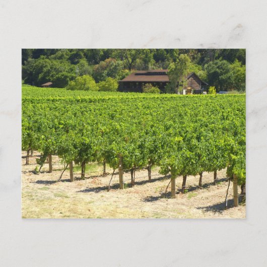 Napa Valley Winery Vineyard Briefkaart (Voorkant)