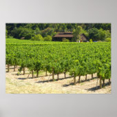 Napa Valley Winery Vineyard Poster (Voorkant)