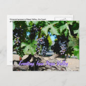 Napa Vineyard-druiven voor wijn Briefkaart (Voorkant / Achterkant)