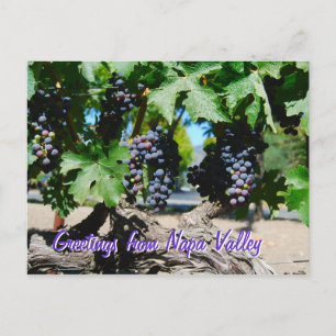 Napa Vineyard-druiven voor wijn Briefkaart