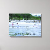 Napels, FL White Ibis Vogels Wandelen op het stran Canvas Afdruk (Voorkant)