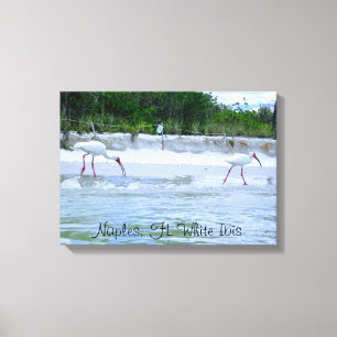 Napels, FL White Ibis Vogels Wandelen op het stran Canvas Afdruk