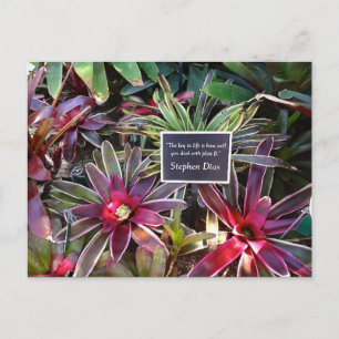 Napels Florida Botanische Garden Stephen Dias Quot Briefkaart