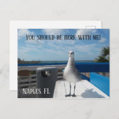 NAPLES, FL Cute Seagull Print Beach Briefkaart (Voorkant / Achterkant)