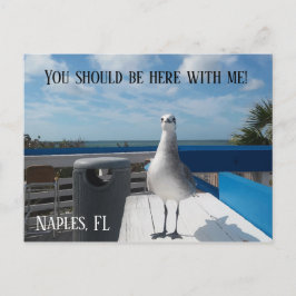 NAPLES, FL Cute Seagull Print Beach Briefkaart