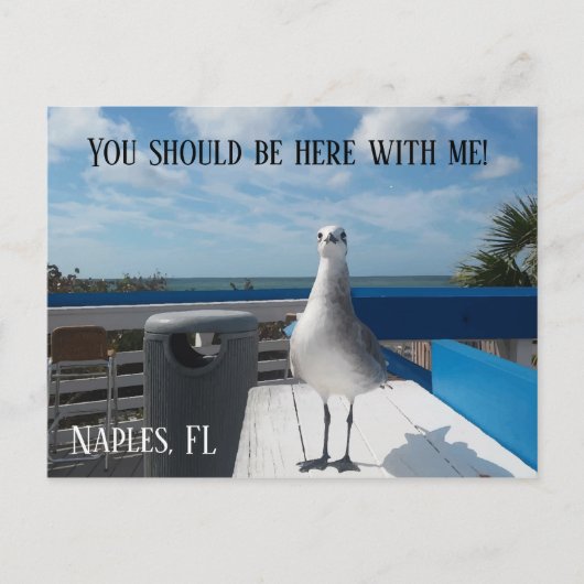 NAPLES, FL Cute Seagull Print Beach Briefkaart (Voorkant)