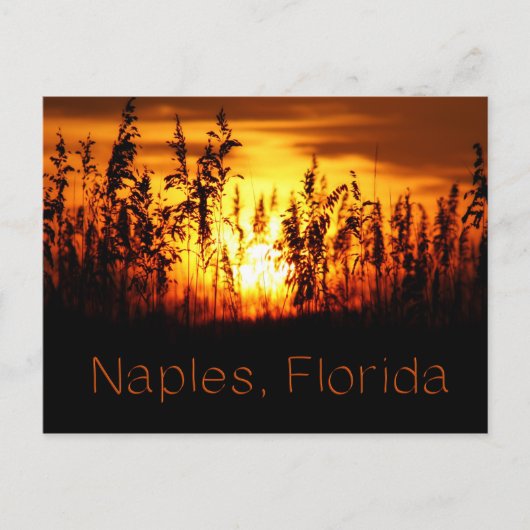 Naples Florida Sunset Briefkaart (Voorkant)