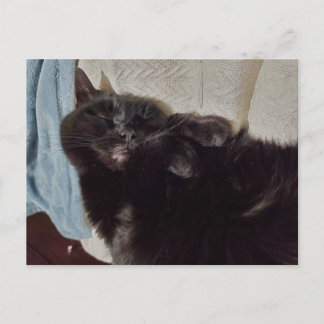 Napping Black Cat Briefkaart