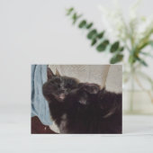 Napping Black Cat Briefkaart (Staand voorkant)