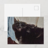 Napping Black Cat Briefkaart (Voorkant / Achterkant)