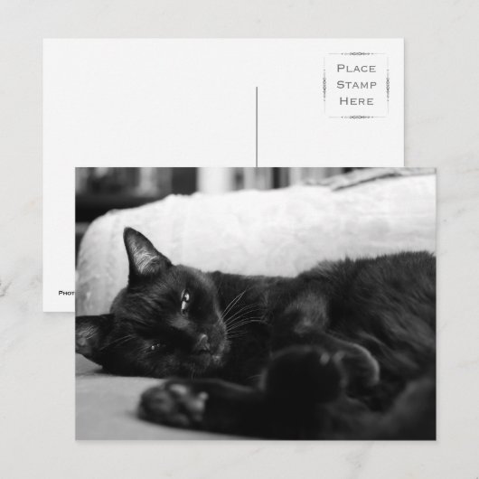 Napping Cat Briefkaart (Voorkant / Achterkant)