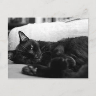 Napping Cat Briefkaart