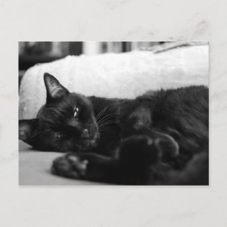 Napping Cat Briefkaart