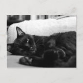 Napping Cat Briefkaart (Voorkant)