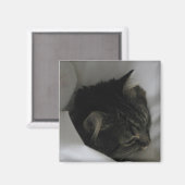 Napping kat magneet (Voorkant / Achterkant)
