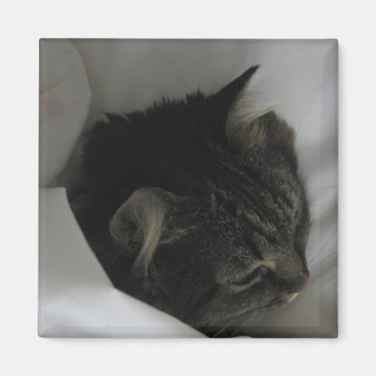 Napping kat magneet (Voorkant)