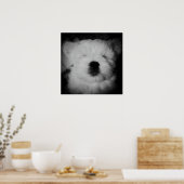 Napping Maltipoo Poster (Keuken)