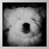 Napping Maltipoo Poster (Voorkant)