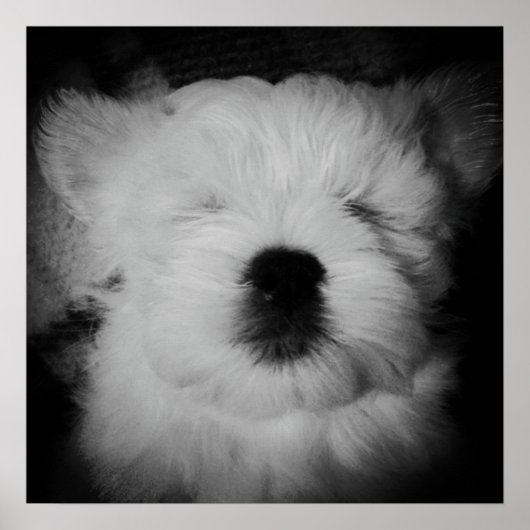 Napping Maltipoo Poster (Voorkant)
