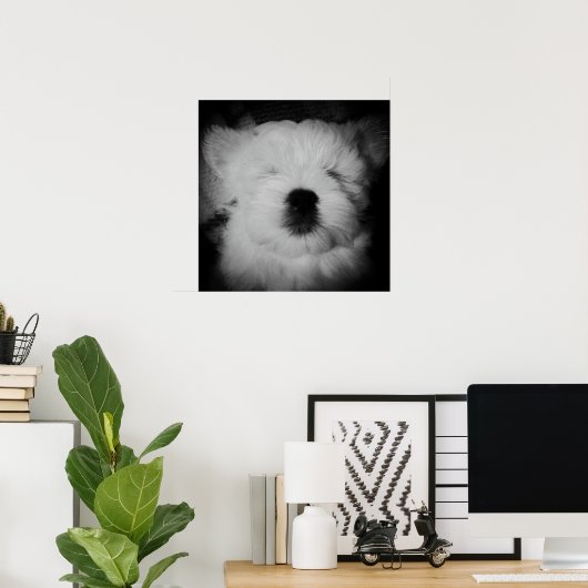 Napping Maltipoo Poster (Thuiskantoor)