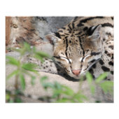 Napping Ocelot Foto Afdruk (Voorkant)