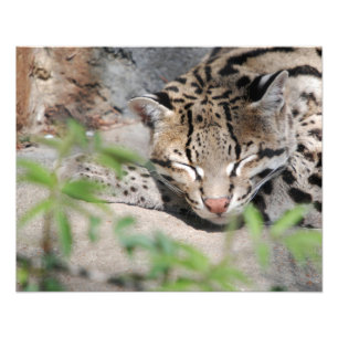 Napping Ocelot Foto Afdruk