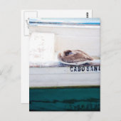 Napping Pelican Briefkaart (Voorkant / Achterkant)