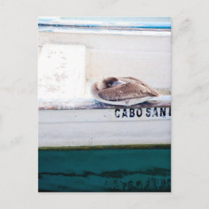 Napping Pelican Briefkaart