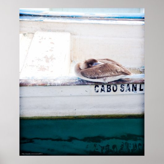 Napping Pelican Poster (Voorkant)