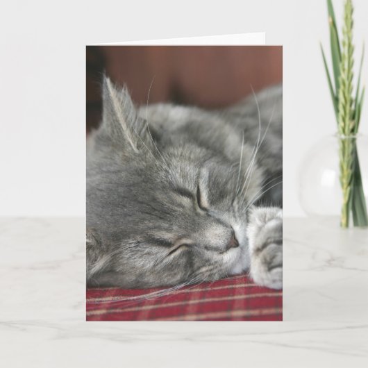 Napping Tabby Cat Notecard Kaart (Voorkant)