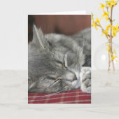 Napping Tabby Cat Notecard Kaart (Gele Bloem)
