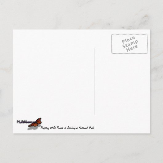 Napping van wilde pony's in het nationaal park Ass Briefkaart (Achterkant)