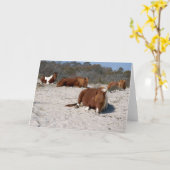 Napping van wilde pony's in het nationaal park Ass Kaart (Gele Bloem)