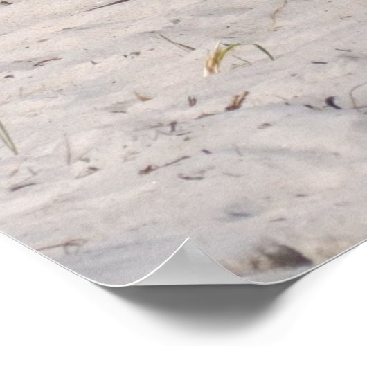 Napping van wilde pony's in het nationaal park Ass Poster (Hoek)