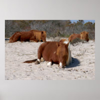 Napping van wilde pony's in het nationaal park Ass