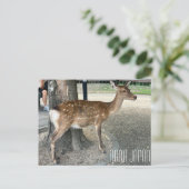 Nara Japan Deer Briefkaart (Staand voorkant)