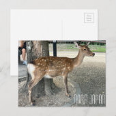 Nara Japan Deer Briefkaart (Voorkant / Achterkant)
