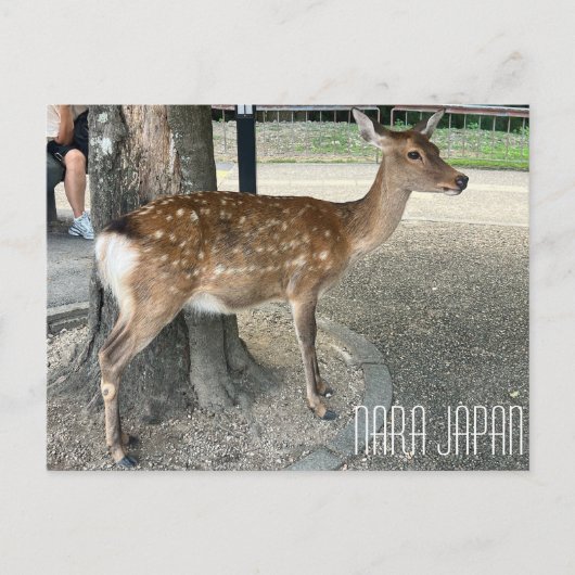 Nara Japan Deer Briefkaart (Voorkant)