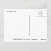 Nara no Daibutsu Briefkaart (Achterkant)