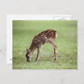 Nara Prefecture, Honshu, Japan Briefkaart (Voorkant / Achterkant)