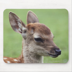 Nara Prefecture, Honshu, Japan Muismat