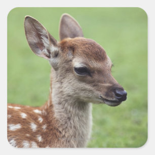 Nara Prefecture, Honshu, Japan Vierkante Sticker