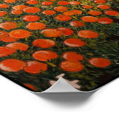 Naranjas de Valencia Schilderij van Alfred Fox Poster (Hoek)