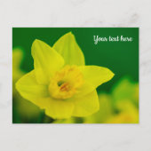 Narcis Ansichtkaart Briefkaart (Voorkant)