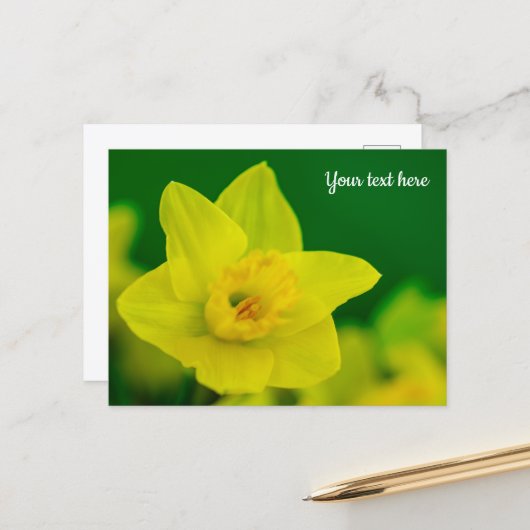 Narcis Ansichtkaart Briefkaart (Voorkant / Achterkant in situ)