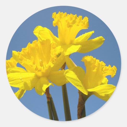 Narcis Bloemen stickers Gele Lente Narcis (Voorkant)