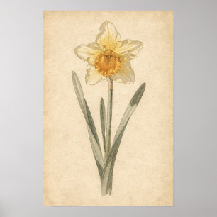 Narcis botanische print